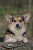 CORGI PEMBROKE 1489
